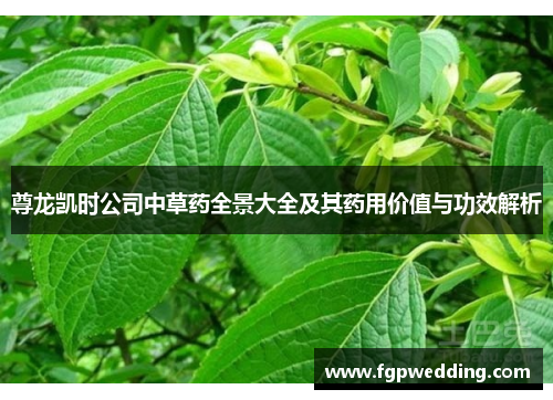 尊龙凯时公司中草药全景大全及其药用价值与功效解析 尊龙凯时公司中草药全景大全及其药用价值与功效解析